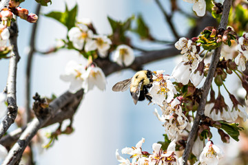 Close up of bumble bee pollinating