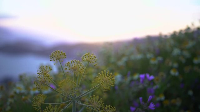 Beautiful top view shot of pollen meadows and the sunset at the end of the scenery, Greece