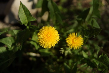 yellow dandelion on a background of green grass in summer