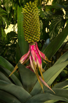 Aechmea mariae-reginae in the botanical garden.
