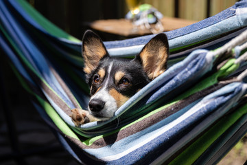 Portrait of a black headed tri color Pembroke Welsh Corgi, laying in a colorful hammock on a beautiful sunny day. 