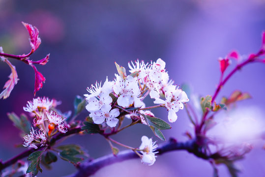 Spring flowers grow, hawthorn. Very common small white flower. Crataegus monogyna
