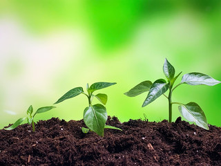 Concept of creating a new idea and financial growth