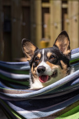 Portrait of a smiling happy black headed tri color Pembroke Welsh Corgi, laying in a colorful hammock on a beautiful sunny day. 