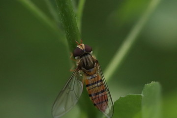 Fruit fly Macro 