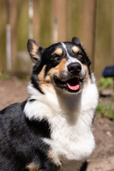 Happy smiling dog outside on a beautiful sunny day. Pembroke Welsh Corgi - black headed tri color. 