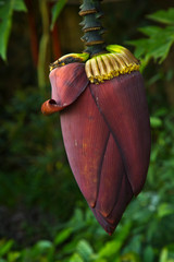 Banana flower close-up in a botanical garden.