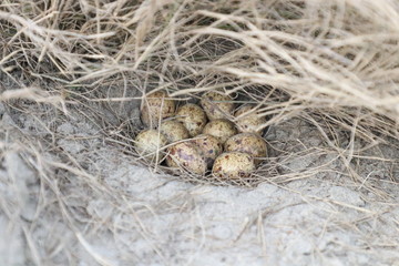 Grey partridge (Perdix perdix) eggs in nest.
