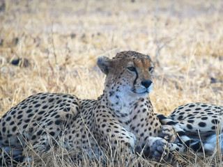 shot of a sleepy cheetah in shade at tarangire national park