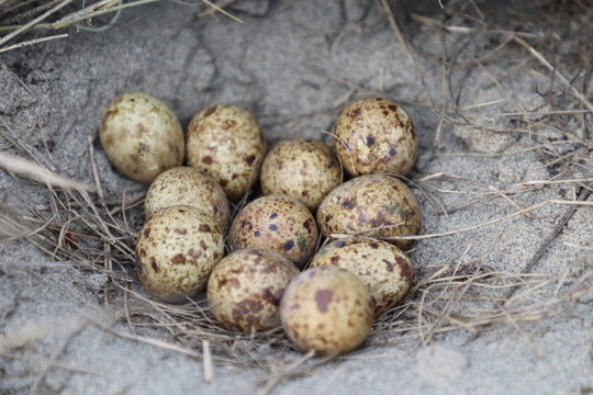 Grey partridge (Perdix perdix) eggs in nest.