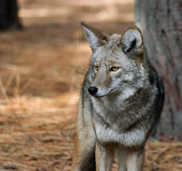 Fototapeta premium Coyote