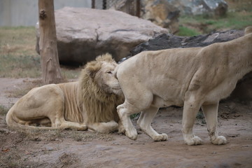 Obraz na płótnie Canvas Lion and Lioness love
