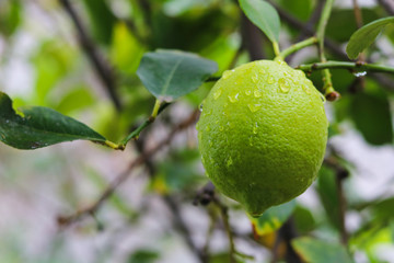 limones amarillos y verdes en plantas