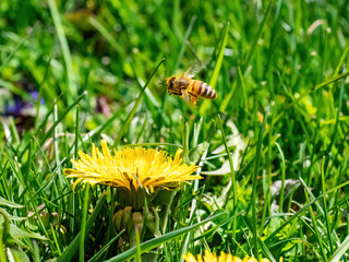 honey bee covered in pollen of dandelion in flight