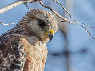 Portrait of a Red Shouldered Hawk