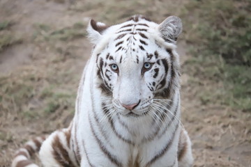 White tiger, bleached tiger