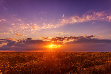 Beautiful sunset over the vineyard, with sunbeams passing through the clouds