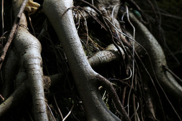 Close up photo of thick tree roots exposed on the ground