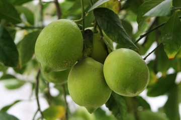 limones amarillos y verdes en plantas