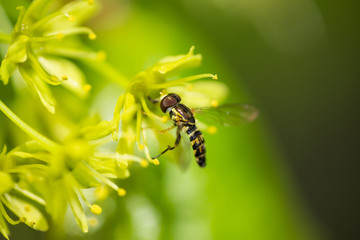 Eastern Calligrapher Fly on Norway Maple Flowers