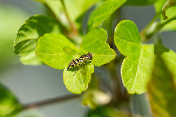 Eastern Calligrapher Fly on Leaf in Springtime