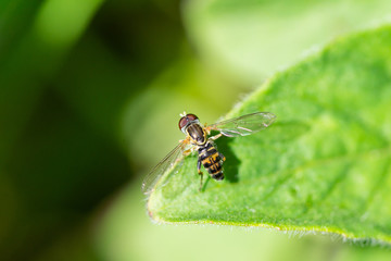 Eastern Calligrapher Fly on Leaf in Springtime