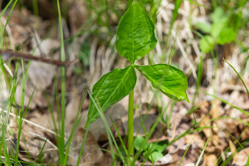 Jack in the Pulpit Leaves in Springtime