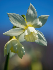 white daffodil low angle with blue sky