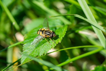 Narrow Headed Marsh Fly on Leaf 