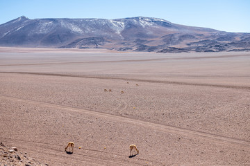 Fototapeta na wymiar Landscapes of the Atacama Desert