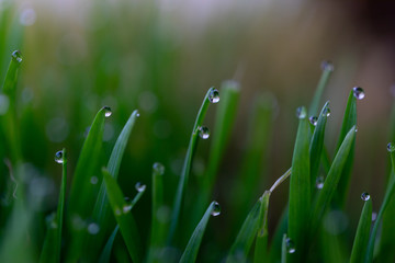 grass covered with dew