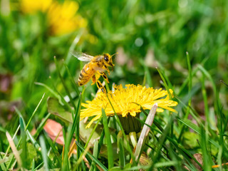 honey bee covered in pollen of dandelion in flight
