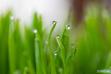 Fototapeta na wymiar grass covered with dew