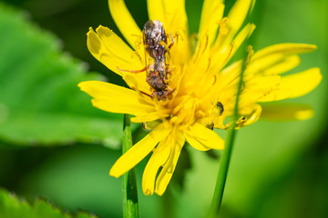 Nomad Bee on Dandelion Flower in Springtime