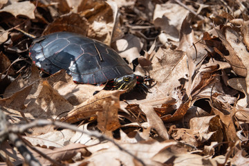 Painted Turtle in Springtime