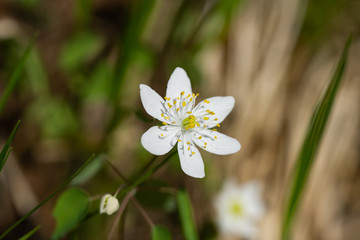 Rue Anemone Flower in Springtime