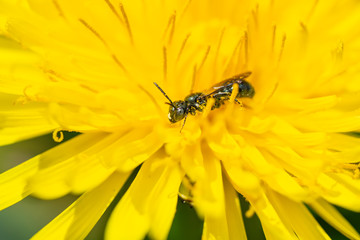 Small Carpenter Bee on Dandelion Flower