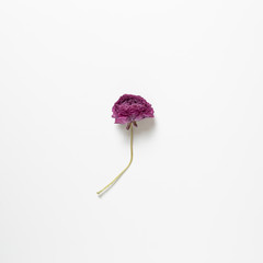 Dry purple ranunculus flower on white background. Floral composition, flat lay, top view, copy space