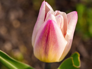pink and white tulip blooming
