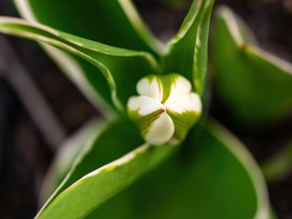 white and green tulip bud blooming in spring