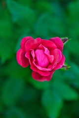 Beautiful roses blooming in the garden during spring.