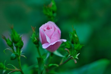Beautiful roses blooming in the garden during spring.