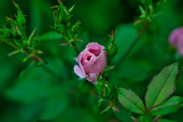 Beautiful roses blooming in the garden during spring.