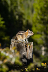 Close up/detailed view of cute little chipmunk isolated posing sitting on the wood or stump in Canadian Rockies. Green forest natural background. Canmore, Canada