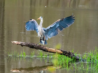 great blue heron landing on log