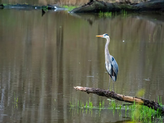 great blue heron standing on log