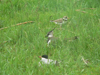Northern lapwing (Vanellus vanellus), also known as the peewit or pewit, tuit or tew-it, green...