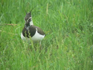 Northern lapwing (Vanellus vanellus), also known as the peewit or pewit, tuit or tew-it, green...