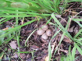 Common sandpiper (Actitis hypoleucos) near nest habitats