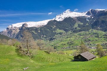Fototapeta na wymiar panoramic view of meadows and Alpine mountain in Switzerland